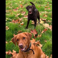 Labrador Retriever - Both