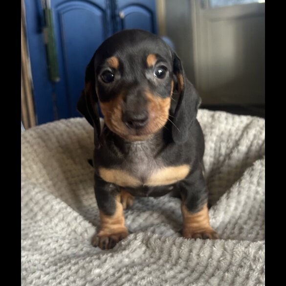 Dachshund (Standard &amp; Miniature) - Both