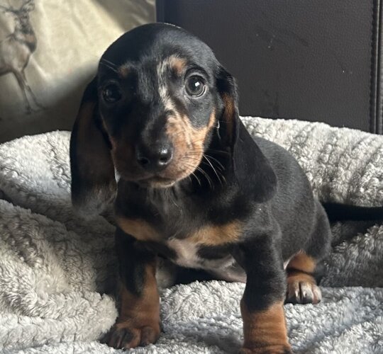 Dachshund (Standard &amp; Miniature)