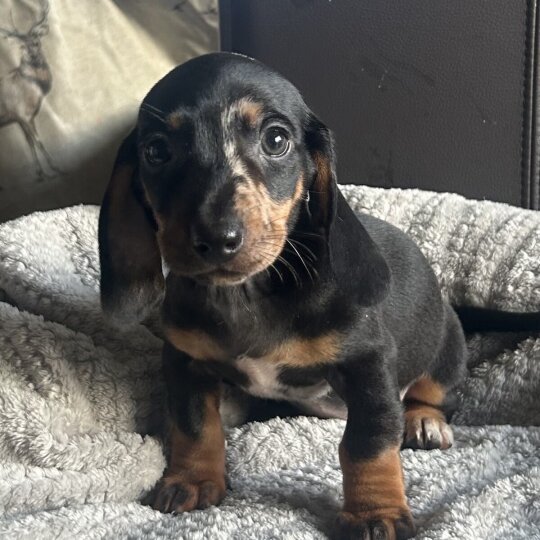 Dachshund (Standard &amp; Miniature) - Both