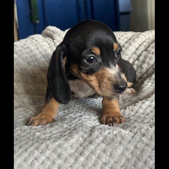 Dachshund (Standard &amp; Miniature) - Both