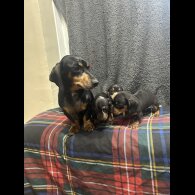 Dachshund (Standard &amp; Miniature) - Both