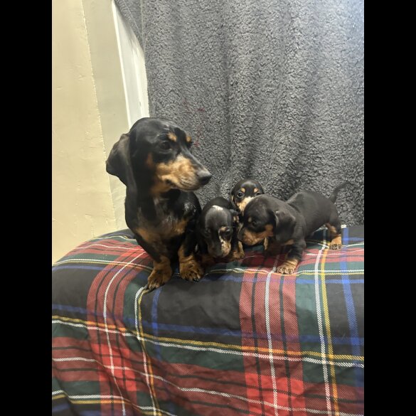 Dachshund (Standard &amp; Miniature) - Both