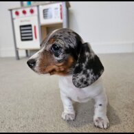 Dachshund (Standard &amp; Miniature) - Both