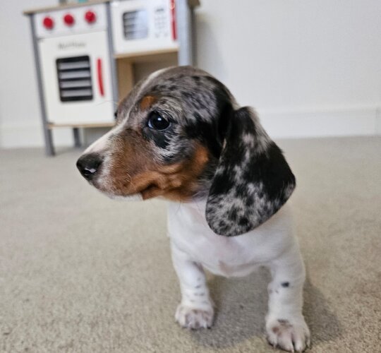 Dachshund (Standard &amp; Miniature)