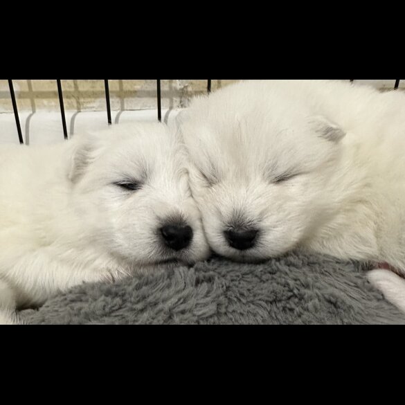 Samoyed - Both