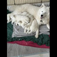 Samoyed - Both