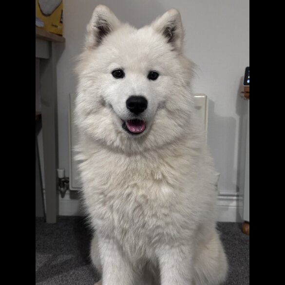 Samoyed - Both