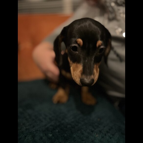 Dachshund (Standard &amp; Miniature) - Both