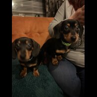 Dachshund (Standard &amp; Miniature) - Both