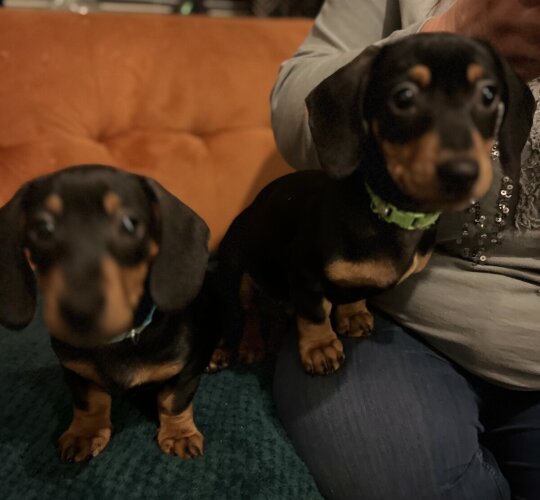 Dachshund (Standard &amp; Miniature)