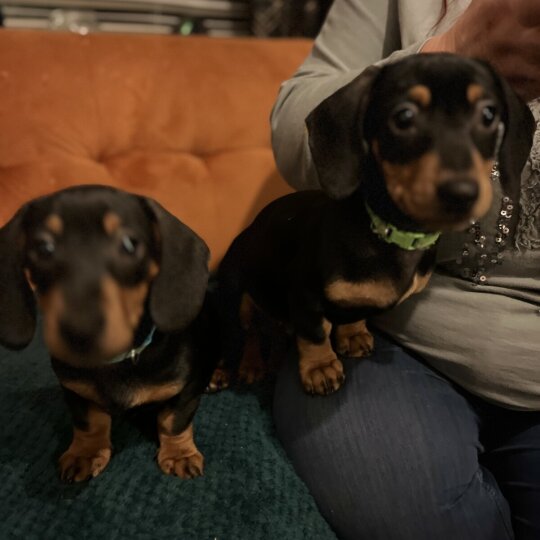 Dachshund (Standard &amp; Miniature) - Both