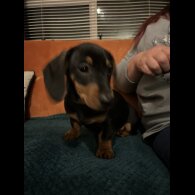 Dachshund (Standard &amp; Miniature) - Both