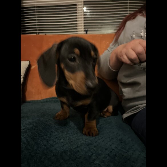 Dachshund (Standard &amp; Miniature) - Both