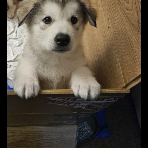 Alaskan Malamute - Both