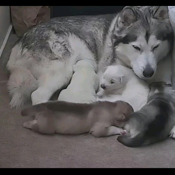 Alaskan Malamute - Both