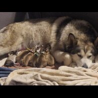 Alaskan Malamute - Both