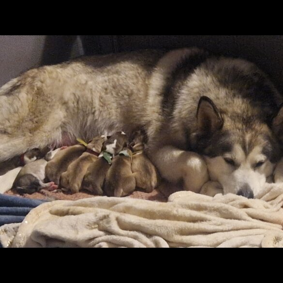 Alaskan Malamute - Both