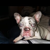 French Bulldog