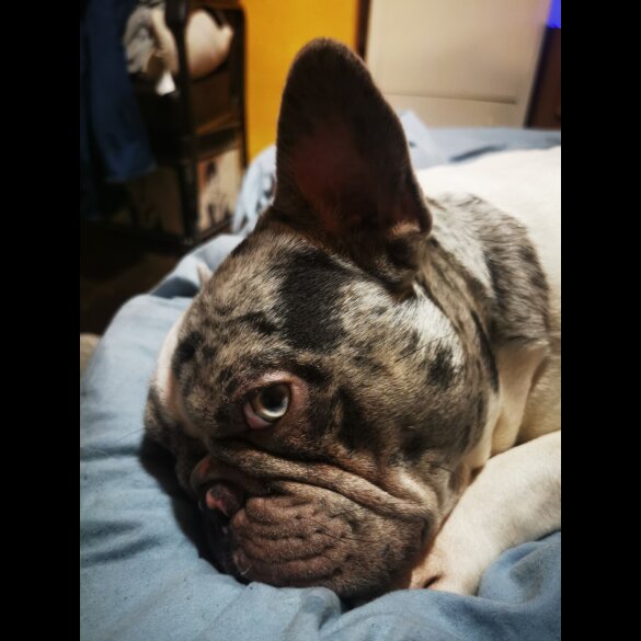 French Bulldog