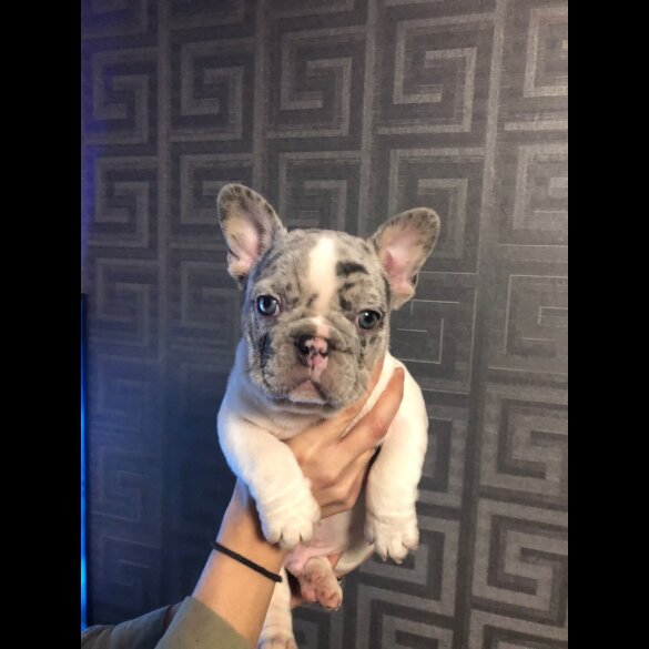 French Bulldog