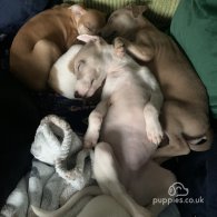 Whippet - Both