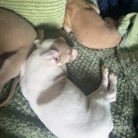 Whippet - Both