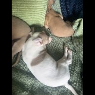 Whippet - Both