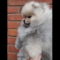 Pomeranian - Both