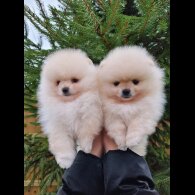 Pomeranian - Both