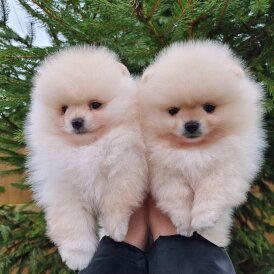 Pomeranian - Both