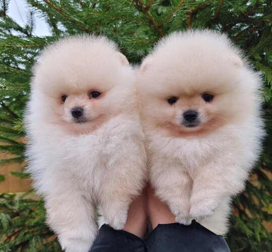 Pomeranian