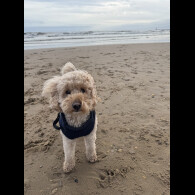 Toy Poodle