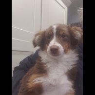 Australian Shepherd Dog - Both