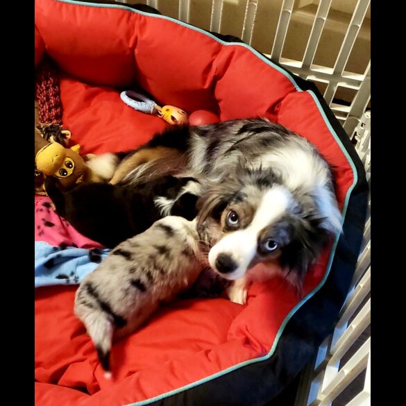 Australian Shepherd Dog - Both