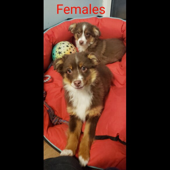 Australian Shepherd Dog - Both