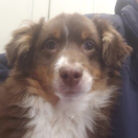 Australian Shepherd Dog - Both