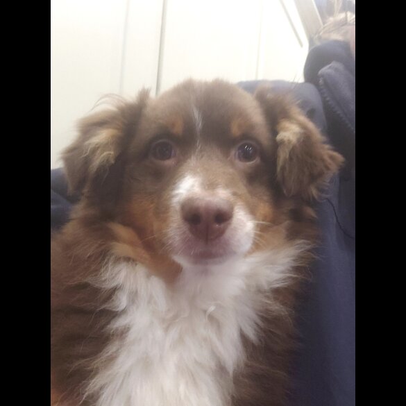 Australian Shepherd Dog - Both