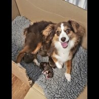 Australian Shepherd Dog - Both