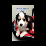 Australian Shepherd Dog - Both