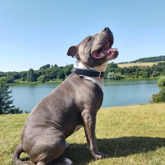 Staffordshire Bull Terrier