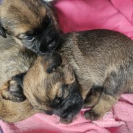 Border Terrier - Bitches