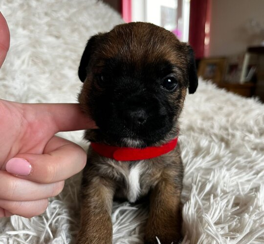 Border Terrier