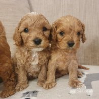 Cavapoo - Both