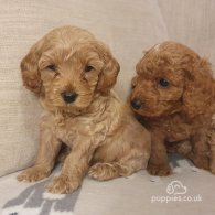 Cavapoo - Both