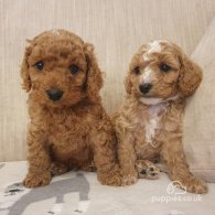 Cavapoo - Both