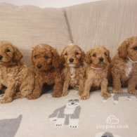 Cavapoo - Both