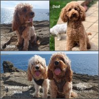 Cavapoo - Both