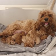 Cavapoo - Both