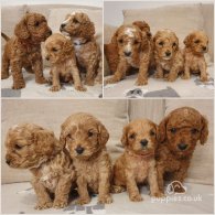 Cavapoo - Both